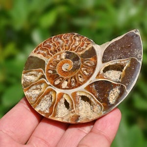Natürliches Ammonit Fossil, Ammonit Sammlerstück, Wohnkultur, Ammonit Geschenk, Heilkristall, Muschel Fossil, Crystal Decor 90g ZL179