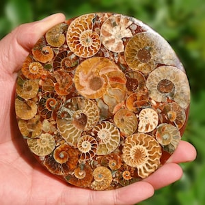 10,2 cm Ammonit Fossil Disk, Wohnkultur, Ammonit Ornament, Ammonit Fossil, Muschel Dekor, Muschel Fossil,Reiki Heilung