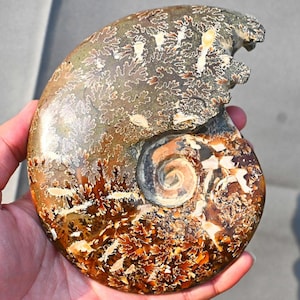 1.1Lb natürliches Ammonit Fossil, Ammonit Sammlerstück, Wohnkultur, Ammonit Geschenk, Heilung Kristall, Spiralmuschel Fossil, Kristall Decor