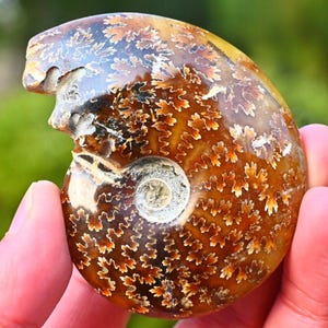0,15 kg natürliches Ammonit Fossil, Ammonit Sammlerstück, Wohnkultur, Ammonit Geschenk, Heilung Kristall, Spiralmuschel Fossil, Kristall Decor