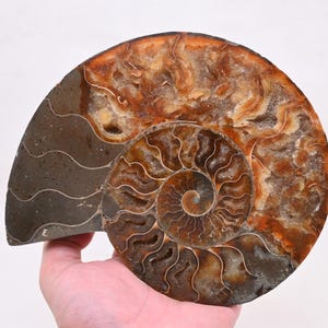 1.45Lb Natürliche Ammonit Fossilien,Muschel Exemplare,Spiral Shell Fossil,Conch Ornaments,Home Decor,Reiki Heilung ZL-214