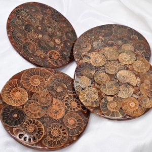 Natürliche Ammonit Fossil Disk, Wohnkultur, Ammonit Ornament, Ammonit Fossil, Muschel Dekor, Muschel Fossil,Reiki Heilung
