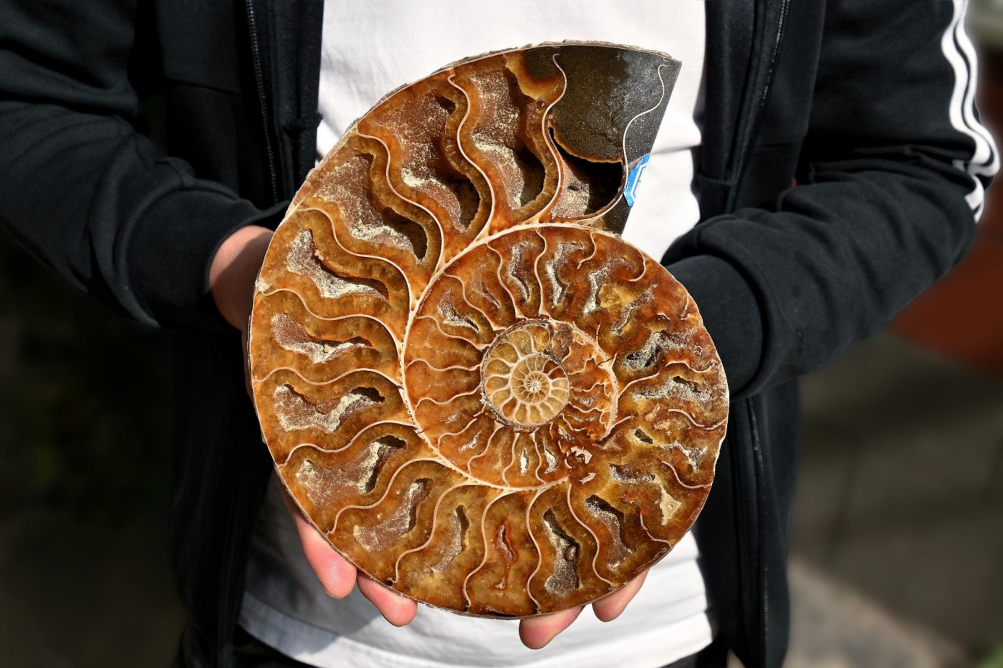 かわいい希少！赤ちゃんアンモナイト標本 LL 注文 かわいい希少