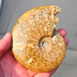 0,37 kg natürliches Ammonit Fossil, Ammonit Sammlerstück, Wohnkultur, Ammonit Geschenk, Heilkristall, Spiralmuschel Fossil, Kristall Decor