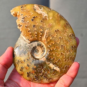 0.28Lb Ammonit Fossil, Ammonit Sammlerstück, Wohnkultur, Ammonit Geschenk, Heilung Kristall, Muschel Fossil, Kristall Decor