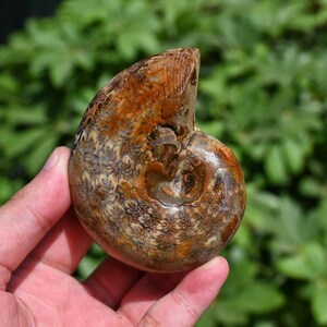 0,4Lb Natürliche Ammonit Fossilien,Muschel Exemplare,Spiral Shell Fossil,Conch Ornaments,Home Decor,Reiki Heilung ZL-34
