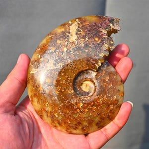 0,25 kg natürliches Ammonit Fossil, Ammonit Sammlerstück, Wohnkultur, Ammonit Geschenk, Heilung Kristall, Spiralmuschel Fossil, Ammonit Dekor