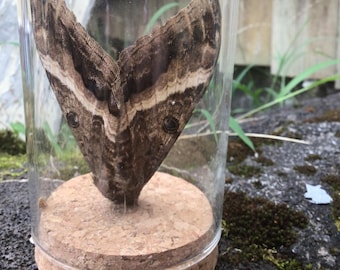 Black witch moth in glass jar