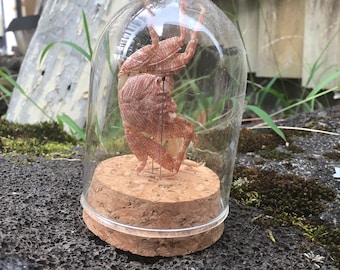 Hawaiian crabs under glass