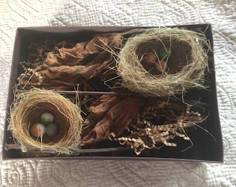 Hawaiian bird nest natural diorama