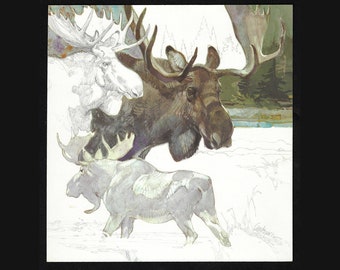 Vintage MOOSE Wildlife Art Print - by artist Anderson - 1975 Hallmark Calendar Page 8 3/4 x 9