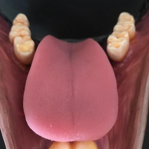 Puede incluir: Vista detallada de una maqueta de boca, mostrando la lengua rosa, los dientes y la estructura interna. La lengua es de un rosa vibrante, y los dientes son de un blanco roto natural. El fondo oscuro resalta los detalles anatómicos.