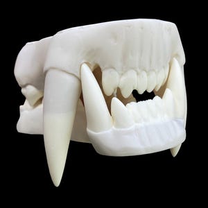 Peut inclure: Gros plan d'un modèle de mâchoire en plastique blanc avec de grandes canines.