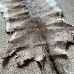 Tanned Whitetail Deer Hide, Native and Wild