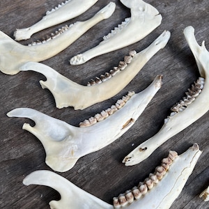 Lot of Jaw Bones, Animal Bone