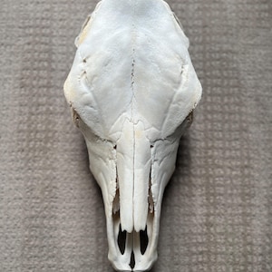 Cow Skull, Animal Bone