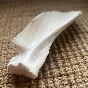 Cow Scapula, Animal Bone