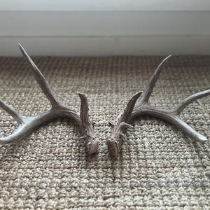 White-tailed Deer Antlers, Animal Bone