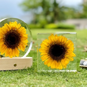 Preserved Real Sunflower Resin Night Light,LED Decorative Block,Resin Paperweight,Birthday/Christmas Gift for Her,Home Decor