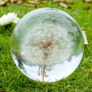 May include: A clear glass sphere with a dandelion seed head inside, resting on green grass. The sphere distorts the view of the grass and a white flower in the background. The dandelion is in full bloom.
