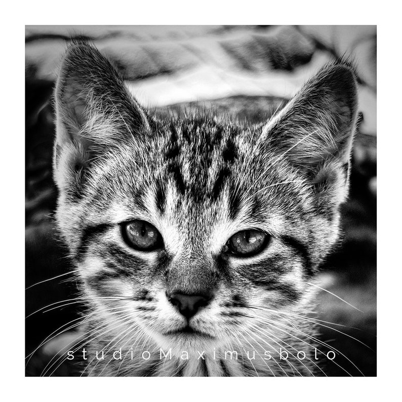 Maximusbolo/'s photo \u201cBaby Catto\u201d in a set of 5x5 Postcards and Envelopes. 5