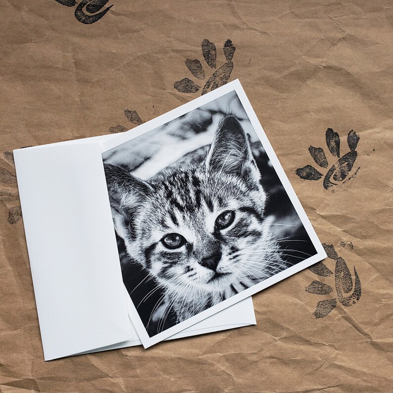 Maximusbolo/'s photo \u201cBaby Catto\u201d in a set of 5x5 Postcards and Envelopes. 5