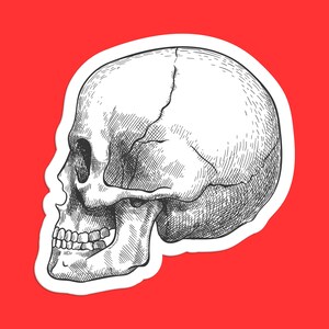 Side View Anatomical Skull Sticker, Realistic Skull Art, Detailed Skull Illustration, Gothic Skull Design, Classic Skull Art Sticker