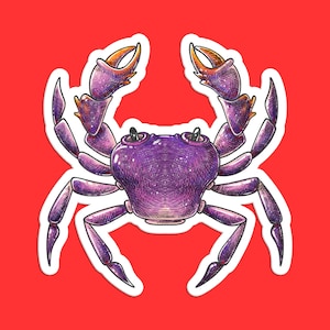 Crab Sticker, Marine Life Art, Vibrant Ocean Decor, Beach Lifestyle