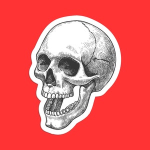 Hand-Drawn Anatomical Skull Sticker, Realistic Skull Art, Gothic Skull Illustration, Detailed Skull Design, Classic Skull Art Sticker