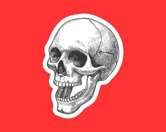Hand-Drawn Anatomical Skull Sticker: Gothic Art Illustration