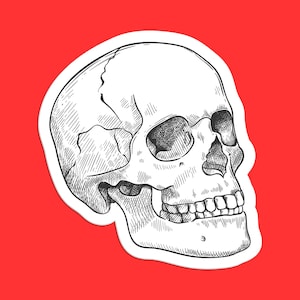 Three-Quarter View Anatomical Skull Sticker, Realistic Skull Art, Detailed Skull Illustration, Gothic Skull Design, Classic Skull Sticker