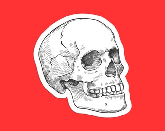 Anatomical Skull Sticker: Gothic Art Illustration