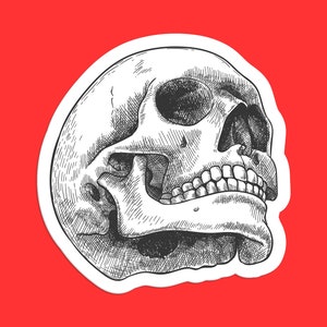 Hand-Drawn Skull Sticker, Anatomical Skull Art, Realistic Skull Design, Gothic Skull Illustration, Detailed Skull Sticker, Classic Skull Art