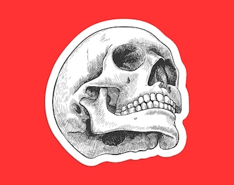 Hand-Drawn Anatomical Skull Sticker: Gothic Art Vinyl Decal