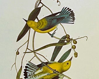 May include: A vintage print of two Prothonotary Swamp Warblers perched on a branch with leaves and berries. The birds have yellow bodies and blue wings. The print is framed with text at the bottom.
