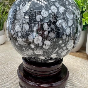 8.8 lb Fossil Shell Stone Sphere