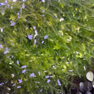 Java Moss (Taxiphyllum barbieri / Vesicularia dubyana)