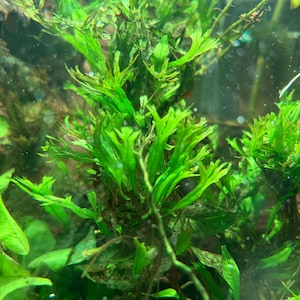 May include: Close-up of vibrant green aquatic plants with delicate, feathery leaves. The plants are densely packed, creating a lush, underwater environment. The image showcases the natural beauty of aquatic flora.