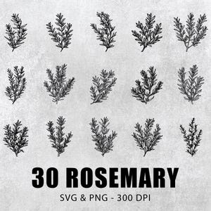 Rosemary Svg Png, Rosemary Clipart, Rosemary Silhouette, Rosemary Decal, Rosemary Vector, Rosemary Outline, Rosemary Cut File Floral Circuit
