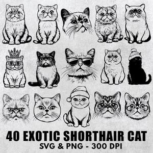 Exotic Shorthair Cat Svg Bundle, Exotic Shorthair Cat Silhouette Png, Exotic Shorthair Cat Clipart, Exotic Shorthair Cat Gift Files Icon Set