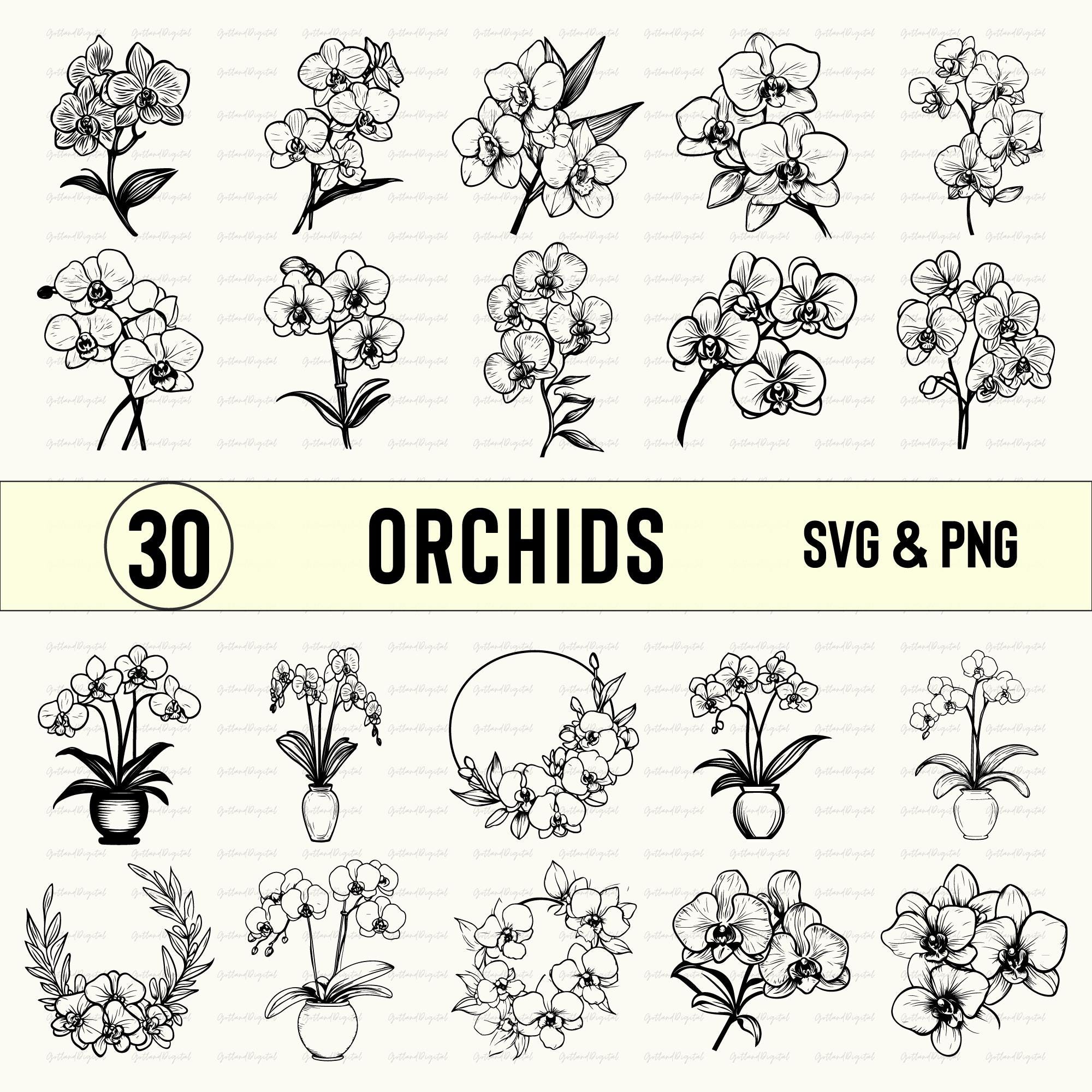 Orchid Clipart: Floral SVG, PNG, Vector Cut Files