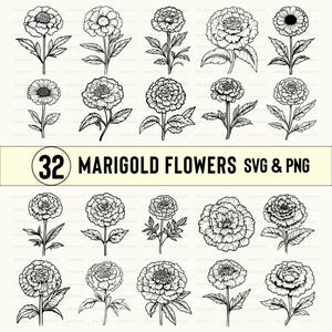 Marigold Flower Clipart: SVG, PNG, Silhouette Vector (Digital Download)