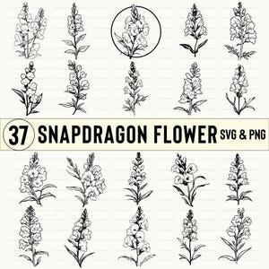 May include: A set of 37 black and white line art illustrations of snapdragon flowers. The flowers are drawn in a simple, elegant style and would be perfect for use in digital or printed projects.