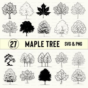 Könnte beinhalten: Eine Sammlung von 27 Ahornbaum-Illustrationen im SVG- und PNG-Format. Die Bilder zeigen verschiedene Stile, darunter detaillierte Strichzeichnungen und vollflächige schwarze Silhouetten. Der Text "27 MAPLE TREE SVG & PNG" wird angezeigt.