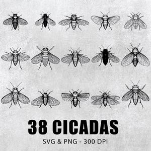 Cicada Silhouette Bundle: Vector Clipart, Decal Cut File (SVG, PNG)