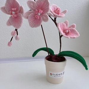 May include: A pink orchid plant with three flowers in a white pot. The pot has a label that says "Xinte 花艺 - Blooming Love".