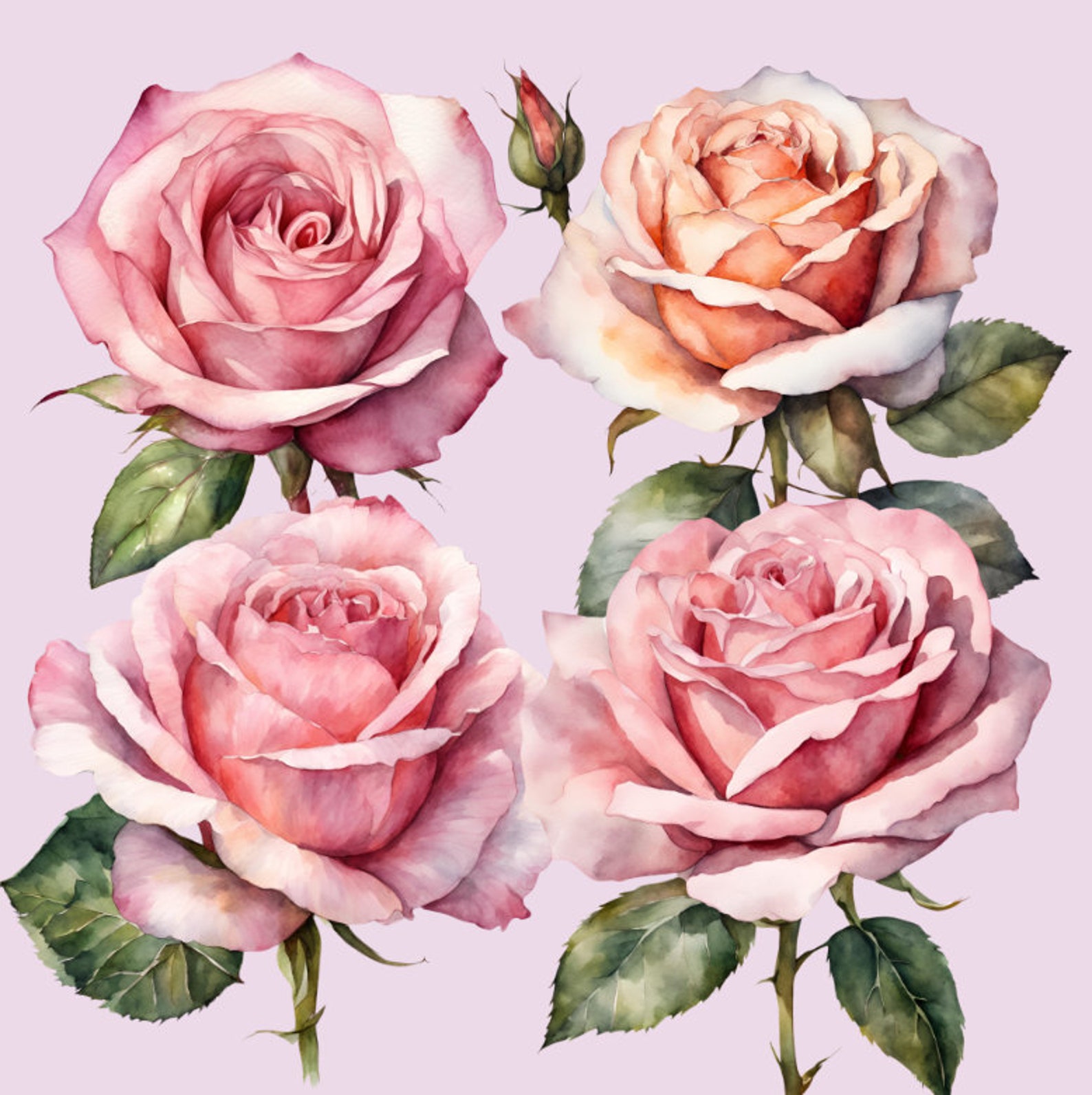 20 Pink Roses Clipart, High Quality, PNG, SVG, Transparent Background ...