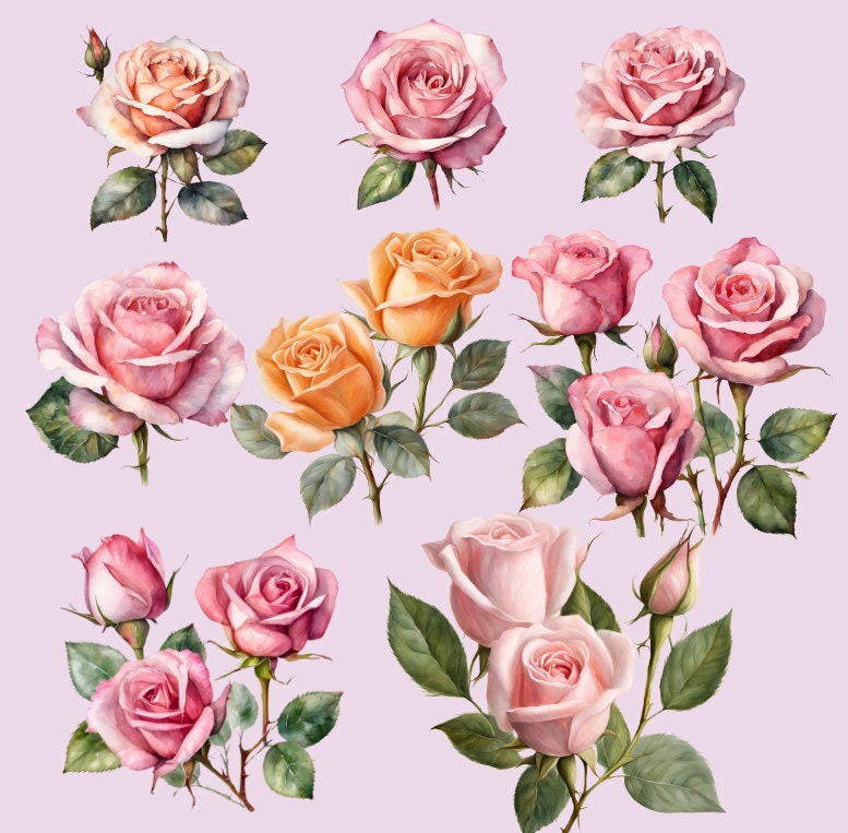 20 Pink Roses Clipart, High Quality, PNG, SVG, Transparent Background ...
