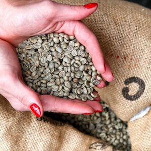 May include: A large quantity of raw, unroasted green coffee beans held in a cupped position. The beans are light olive-green in color with a smooth, matte texture. They are being held over a large, coarse, tan-colored woven burlap sack.
