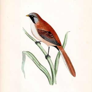 Könnte beinhalten: Ein Aquarellbild eines braun-weißen Vogels, der auf einer grünen Pflanze sitzt. Der Vogel hat einen langen Schwanz und ein schwarzes Auge. Der Text "BEARDED T.T." steht unter dem Vogel.